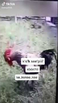 kok sepi versi ayam