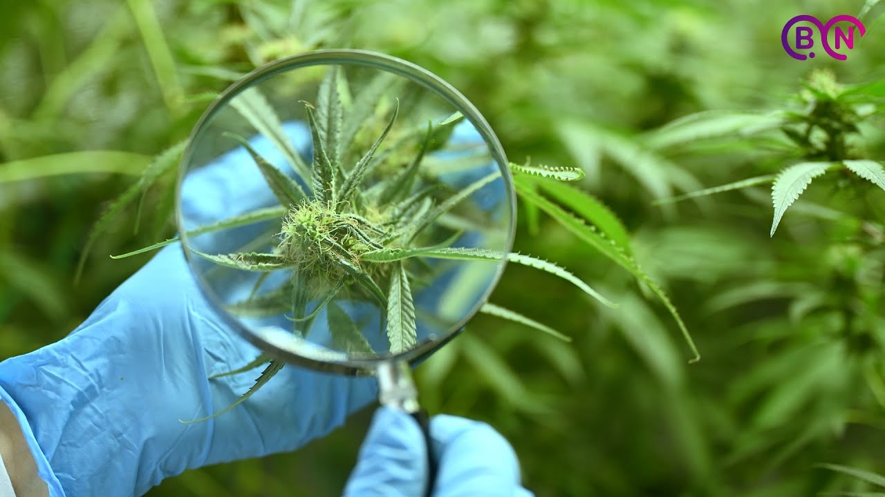 ONG Cannabis Medicinal Benito Juárez