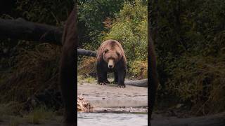 Day 6 of 30: Alaska Shots. Big bear coming in. #grizzlybear #bear #bears #wildlife #wildanimals
