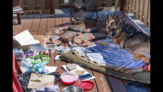 Creating Pet Memorial Crafts with Senior German Shepherd Dog Tika