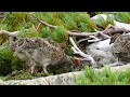 蝶ヶ岳の雷鳥の親子