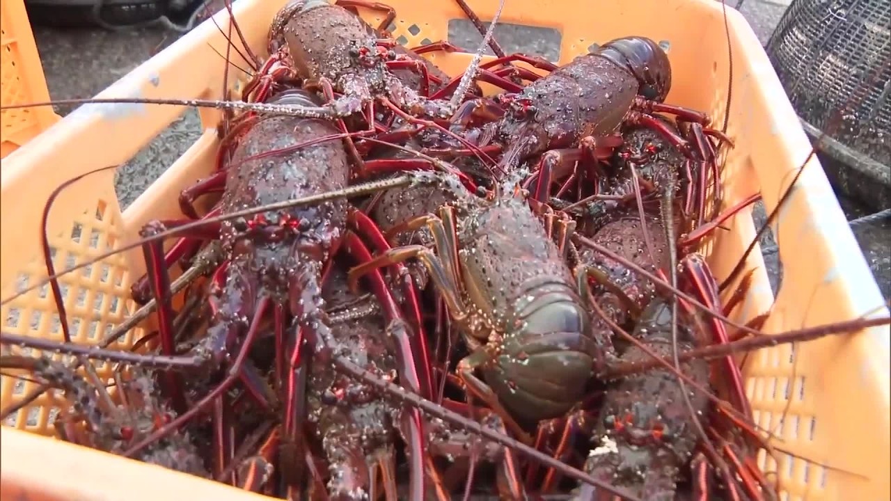 Autumn Delicacy: Spiny Lobster Fishing Season Opens, First Catch