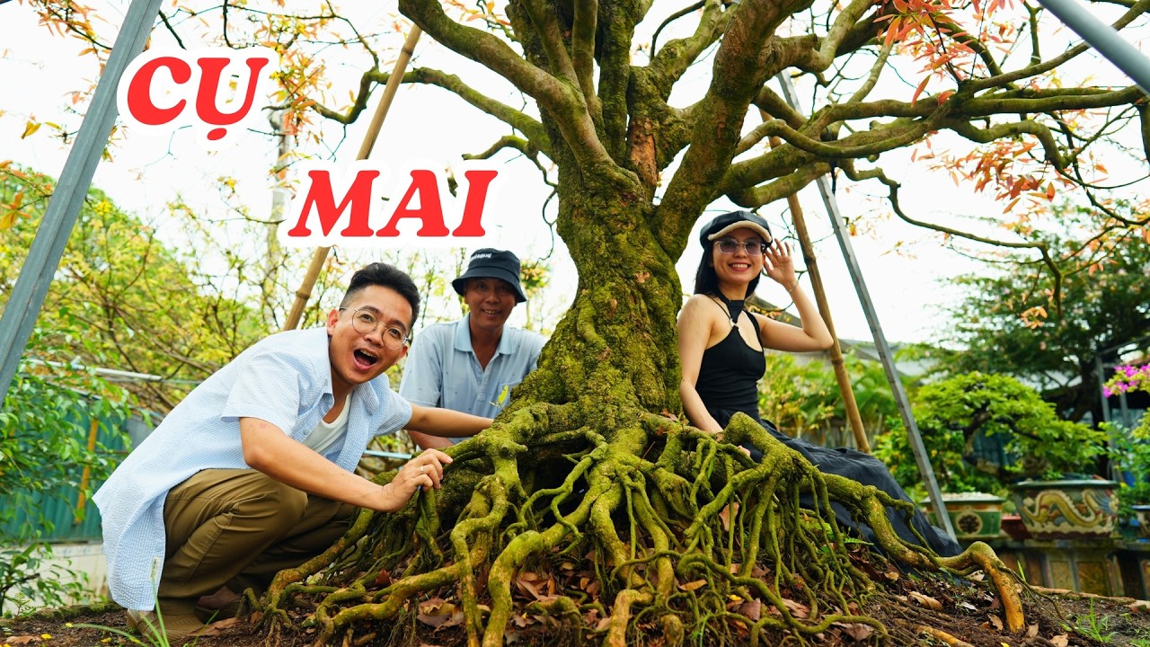 Chiêm ngưỡng cụ mai xù 126 tuổi độc đáo, hiếm thấy ở Việt Nam - ĐỘC LẠ BÌNH DƯƠNG