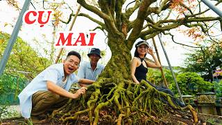 Download Lagu Chiêm ngưỡng cụ mai xù 126 tuổi độc đáo, hiếm thấy ở Việt Nam - ĐỘC LẠ BÌNH DƯƠNG MP3