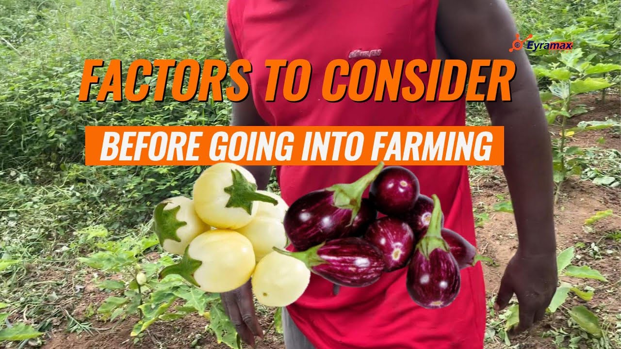 Factors to consider before going into farming farming agribusiness 