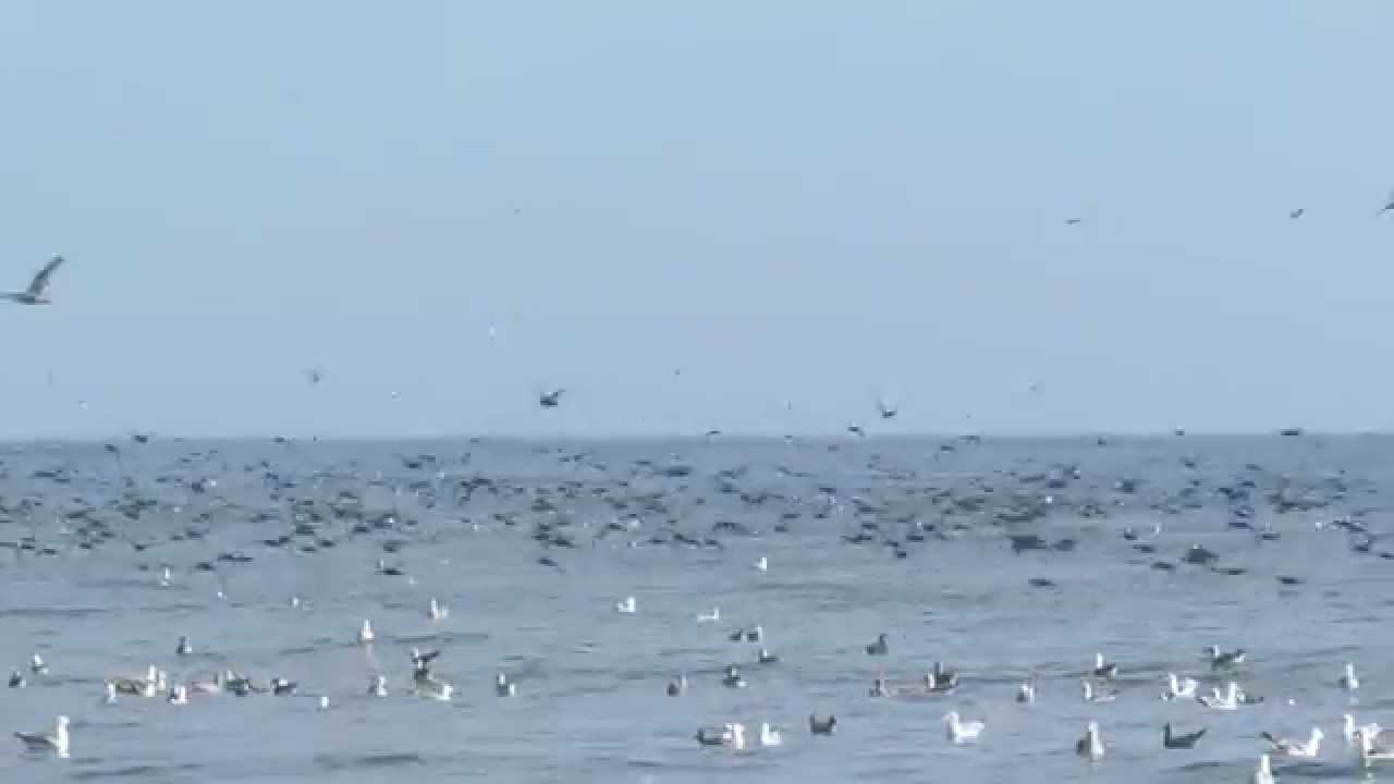 Tens of thousands of sooty shearwater (Puffinus griseus) flying overv