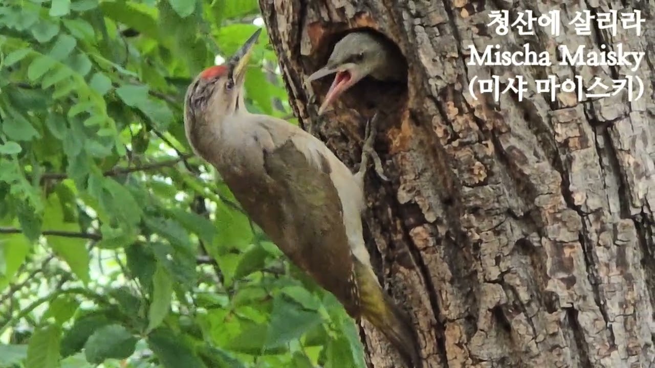 청딱다구리 육추 (育雛)