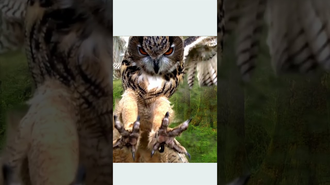 Watch Owl attack #owl #owlvideo #relaxology on YouTube Watch Owl attack #owl #owlvideo #relaxology on YouTube