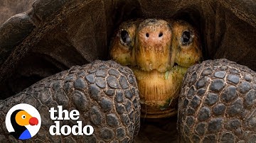 Firefighters Rescue Puppies Trapped Underground Behind Giant Tortoise | The Dodo