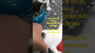 3 anak kucing hampir di makan ular