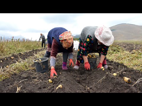 ჯავახეთში კარტოფილის წარმოება შემცირდა