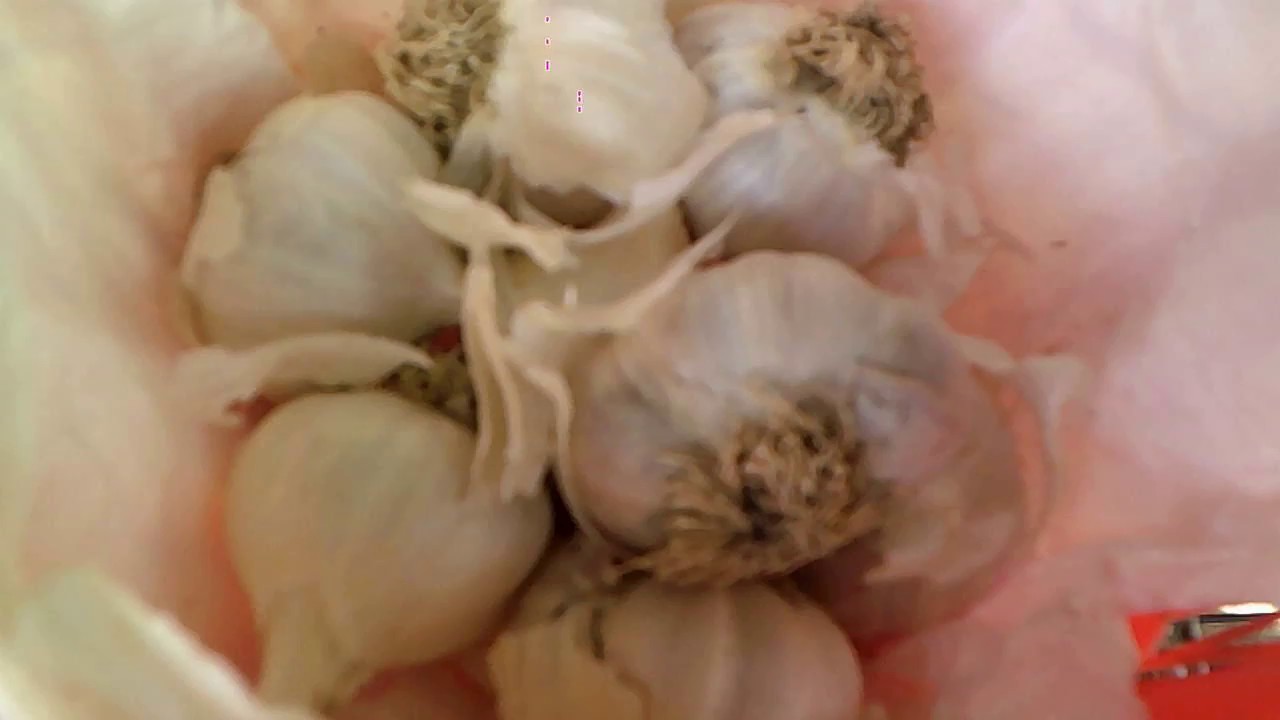 أعطي الأرانب الثوم و سترى المفاجأة