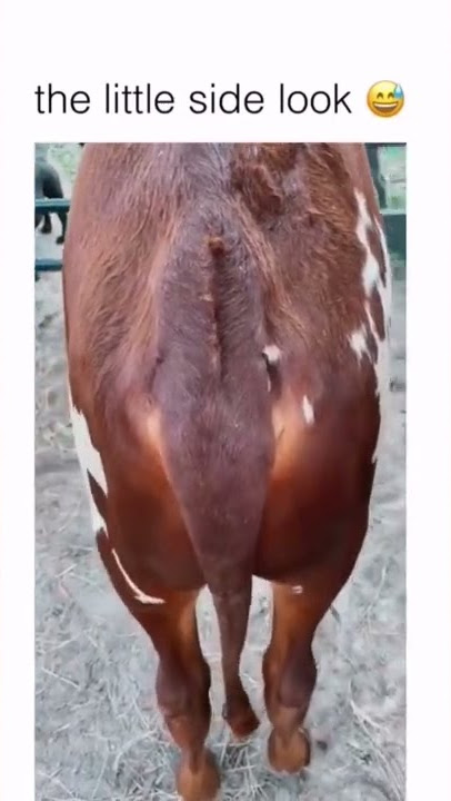 cow butt