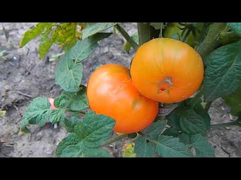 Томат Русский вихрь гном. - YouTube