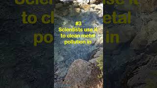 The Bacteria That Generate Electricity Weird & Extreme Ep.7