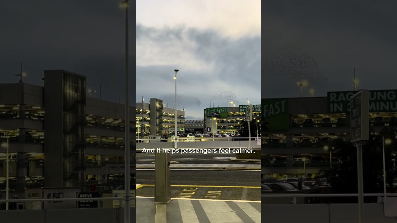 Why airplane seats are almost always blue