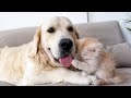Tiny Kitten Next to a Golden Retriever as with its Mom [Cuteness Overload]