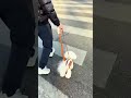 This is the easiest way to carry your pet. Just like a bag. 📌
