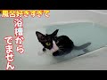 風呂好き猫が怪我して2ヵ月以上ぶりに入浴すると、ネコとは思えないくらい脱走レベルに飛び込みまくりでした