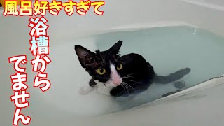 風呂好き猫が怪我して2ヵ月以上ぶりに入浴すると、ネコとは思えないくらい脱走レベルに飛び込みまくりでした