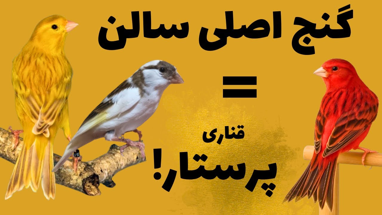 «قناری پرستار چیست و چرا بدون آن پرورش شکست می‌خورد؟»