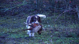The English Springer Spaniel An Overview of History, Traits, and Care
