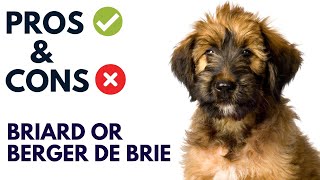 Briard Dog Breed Pros and Cons | Briard Advantages and Disadvantages