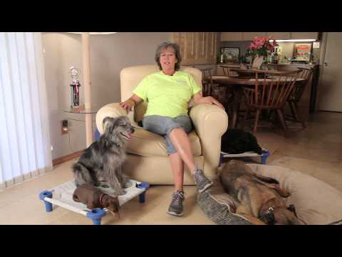 Video: Tại sao Chó Lick Gạch lát sàn?