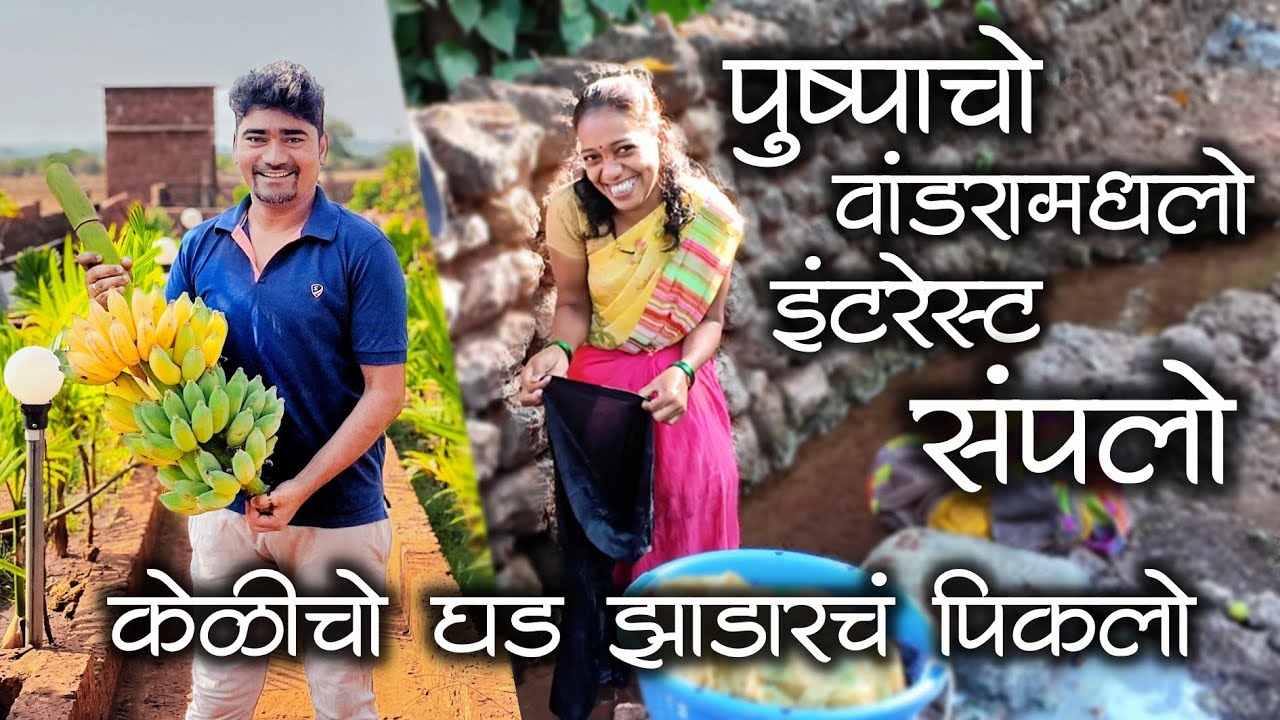 केळीचो घड झाडारचं पिकलो नी पुष्पाचो वांडरांमधलो इंटरेस्ट संपलो🤣 | कोकणातलो मुंबईकर #कोकणी #मालवणी