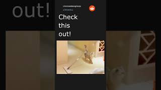 Daily Top Reddit Posts . 012622. Top Post In Ranimalsbeingderps.