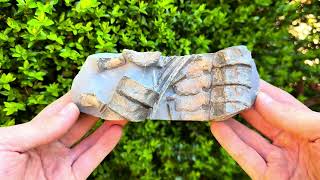 Nous Avons Nettoyé Des Os De Dinosaures, De Crocodiles Et Dichtyosaures