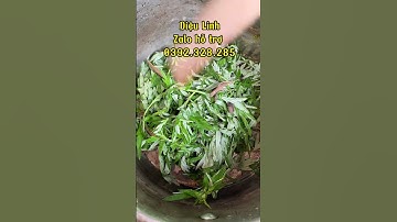 Công dụng thần kì của cây ngải cứu #dieulinh #meovat #thaoduoc