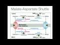 Glycerophosphate Shuttle: Mitochondrial NADH Transport
