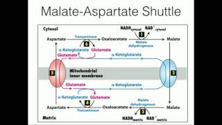 Glycerophosphate Shuttle: Mitochondrial NADH Transport