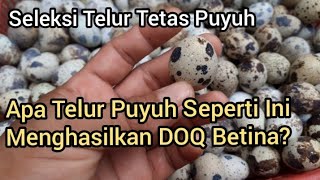 PEMBUKTIAN..!!! Apa Benar Telur Tetas Puyuh Kelamin Betina dapat Diketahui dari Bentuknya?