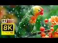 8K  Animal Life - EXTREME COLORS in Dolby Vision 8K HD |  With Nature Sounds (Colorful Animal Life)