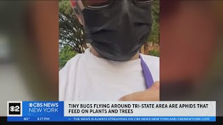 Expert: Tiny bugs flying around Tri-State Area are aphids