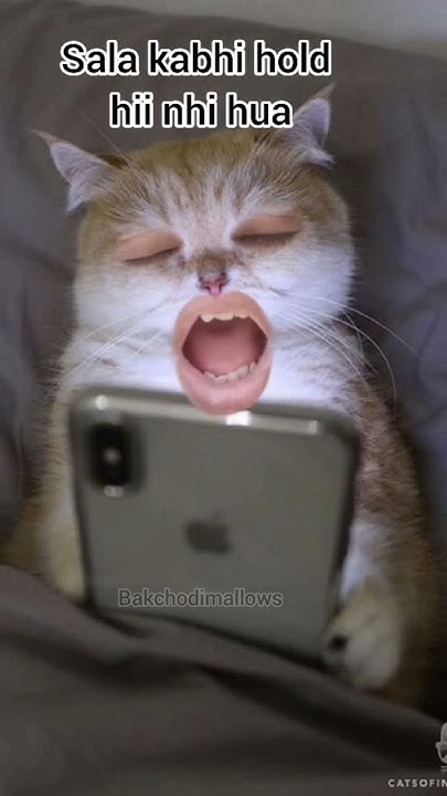 Hold hii nhi hua #funny #memes #catmemes #relatable #shorts #viral ...