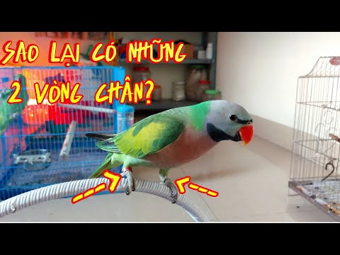 Video: Tại sao chọn một Lovebird cho thú cưng?