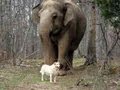 The Elephant Sanctuary | In Memory of Bella