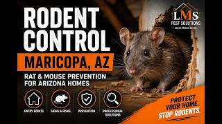 Rodent Control Maricopa AZ | Rat & Mouse Removal, Prevention & Exclusion