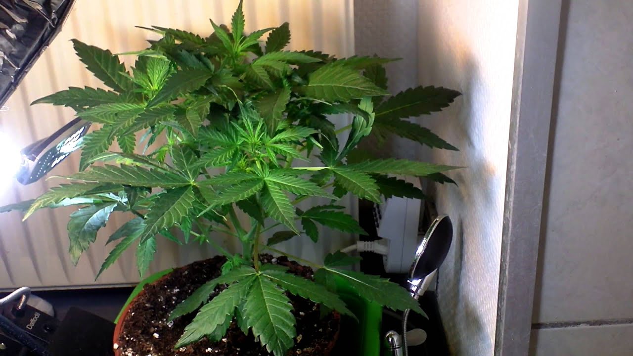 critical kali mist 50w cfl veg