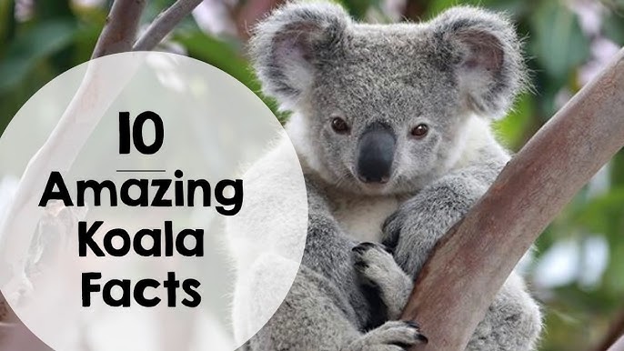 10 Interesting facts about koalas, WWF-Australia, 10 Interesting facts  about koalas