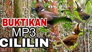 Download Lagu Sudah TERBUKTI AMPUH Suara pikat Cililin, Buktikan Sendiri!!! #Suaramp3cililin #pikatcililin MP3