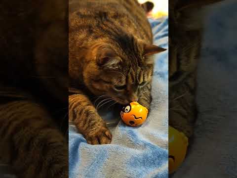 It's My Life ❤️😻🤩🤣 #cat #кот #юмор #прикольныекоты #remix #love #dance #котушка