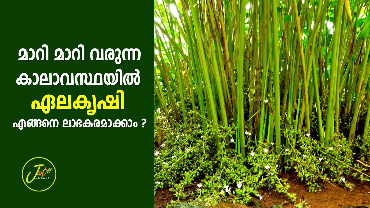 ഏലകൃഷിയിലെ രോഗങ്ങളും , കീടങ്ങളും  