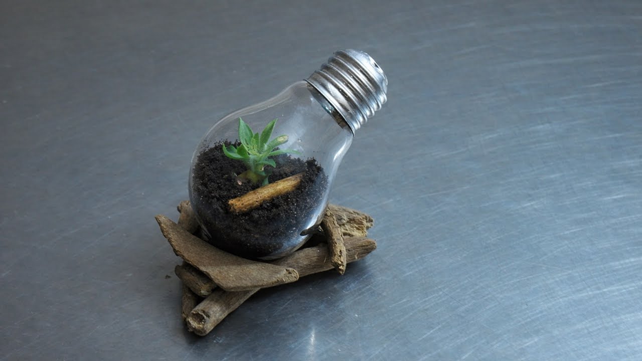 Can You Make a Terrarium from a Light Bulb? Let’s Try | See It Make It