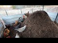 Chickens Set to Work this Giant Compost Pile