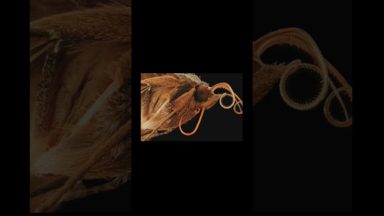 Moth  Vampire blood moth feeding behavior 