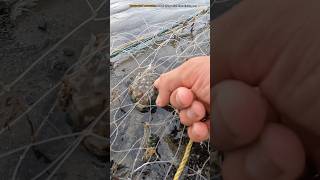 Unexpected Encounter: Saving Unique Fish Stuck In Fishing Net 🥺